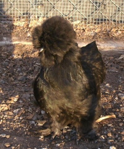 Black Satin hen       .jpg