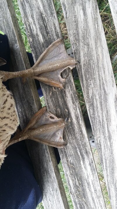 IMG-20220427-WA0000.jpeg