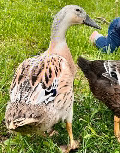 2E2592C4-1CFF-4F08-8737-137400C7590B.jpeg