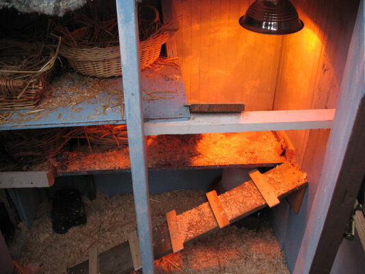 chickens 012.jpg