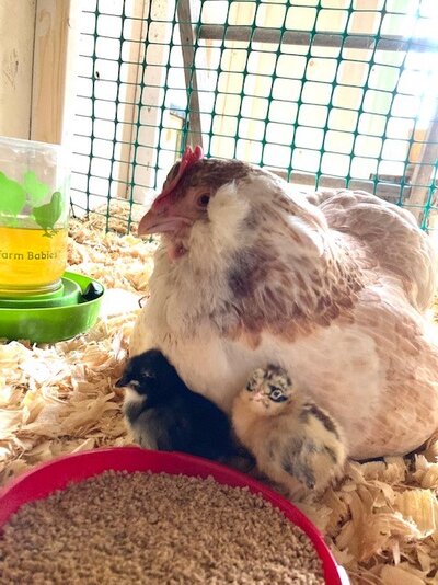 Mama and babies 2.jpg
