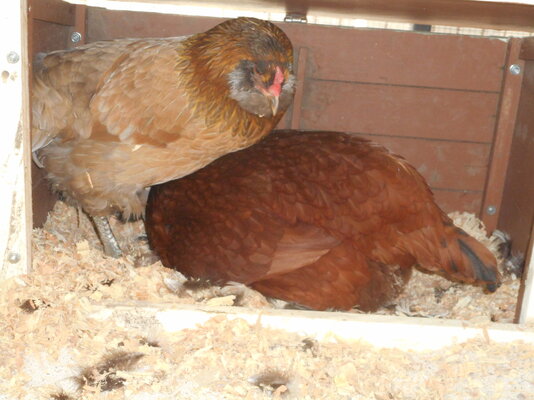 Harper and Nevi in the box face hiding.JPG