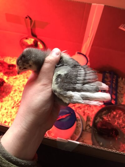 Chicken 2.jpg