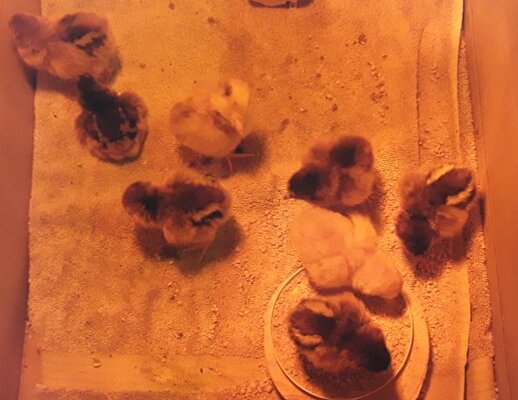 Our chicks 1.jpg