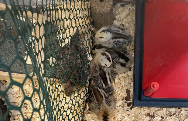 Hazel and the babes.jpg