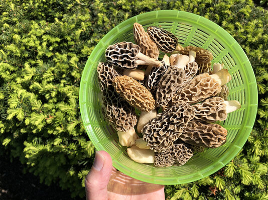 Morels 2.2022.jpg