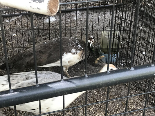 peahen3.jpg