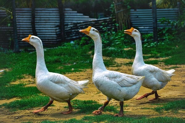 Things To Know Before Raising Geese