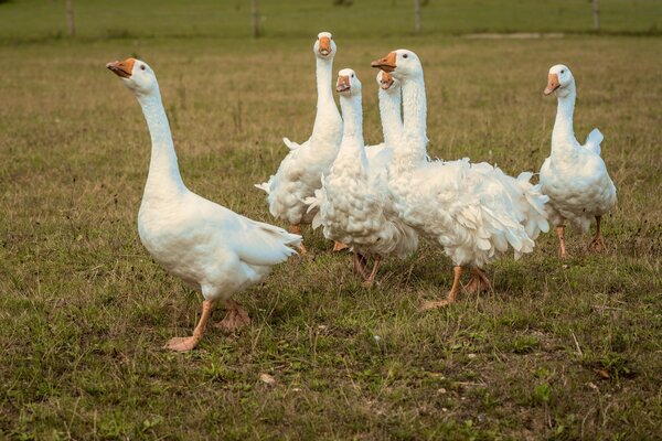 Raising Healthy Geese for the Homestead