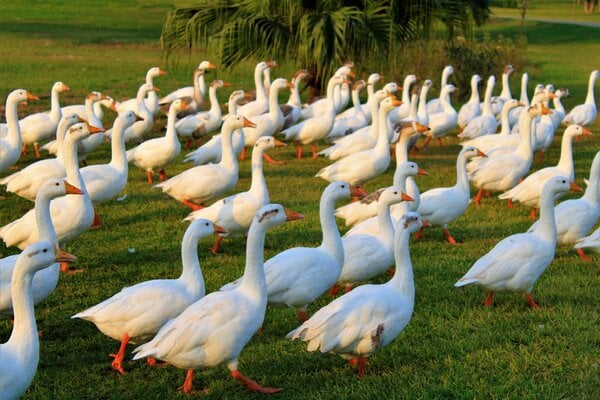 Reasons for raising geese
