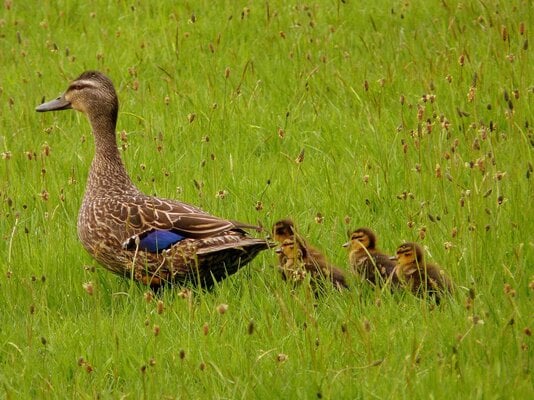 Top Tips to Keep Ducks Happy and Healthy