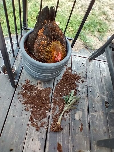 chickeninapot.jpg