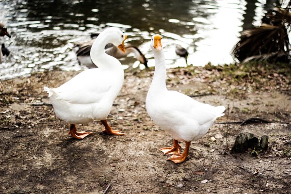 What Are Weeder Geese?