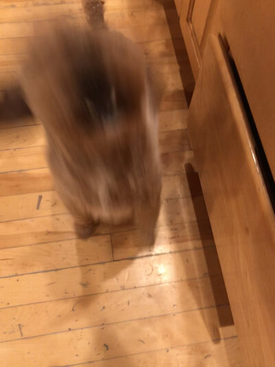 D9A4D913-8103-4CA1-98A8-430103634FC2.jpeg