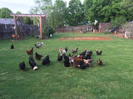 Backyard flock 2022.JPG