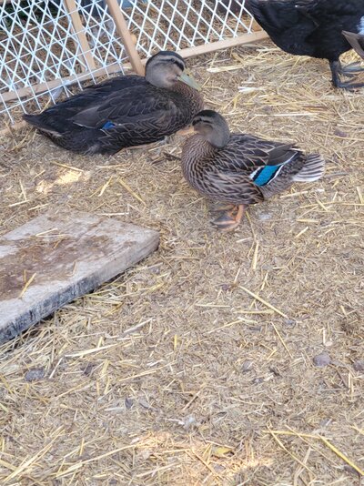 duck 5.jpg