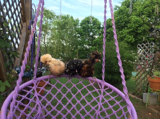 Polish on a swing.JPG
