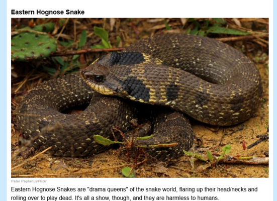 Screenshot 2022-05-14 at 21-04-12 10 Species Of Snakes Commonly Spotted In West Virginia And W...png