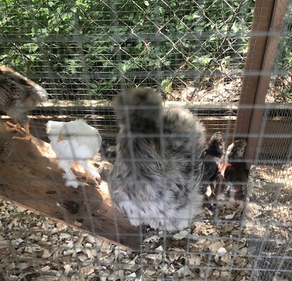 silkie with chicks.jpg