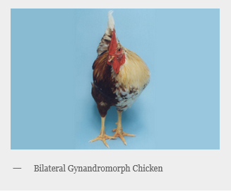 Screenshot 2022-05-16 at 23-48-58 Spontaneous Sex Reversal & Gynandromorphism in Chickens Urba...png