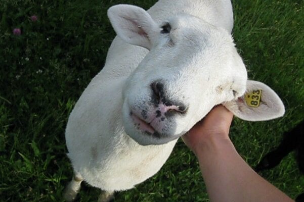 How to shear a Katahdin sheep in 5 easy steps! (with photos) 🙃