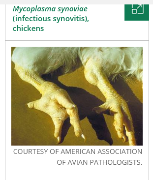 Screenshot 2022-05-19 at 01-26-43 Mycoplasma synoviae Infection in Poultry - Poultry - Merck V...png