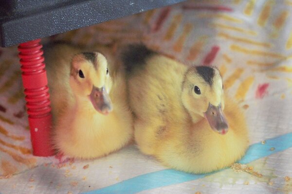 Ducklings1.2.jpg