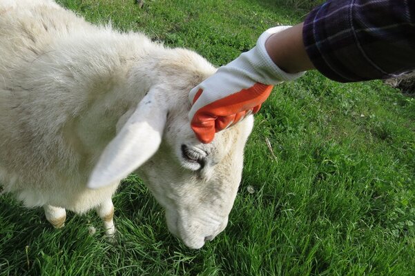 sheephandshake.jpg