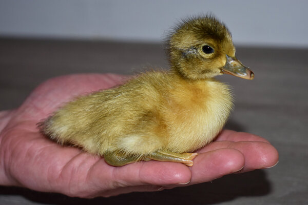 Duckling2.jpeg