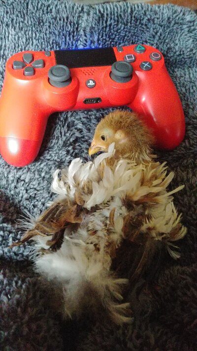 IMG-20211227-WA0000.jpeg