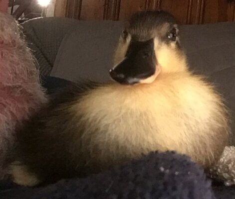 Georgie-15days.jpg