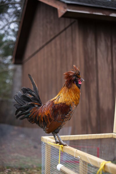 Rooster1.jpg