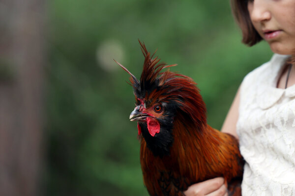 Rooster2.jpg