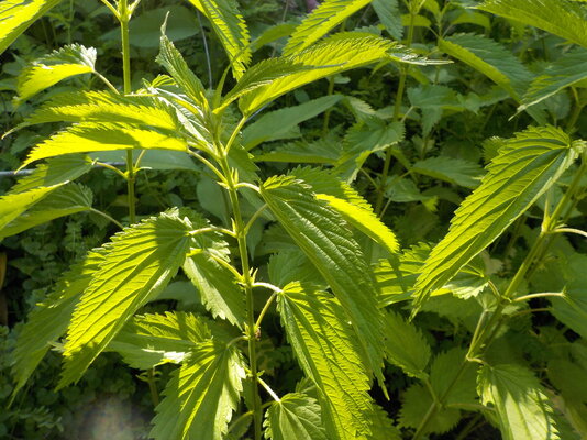 DSCN1113.JPG