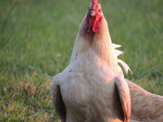 rooster pic 2.JPG