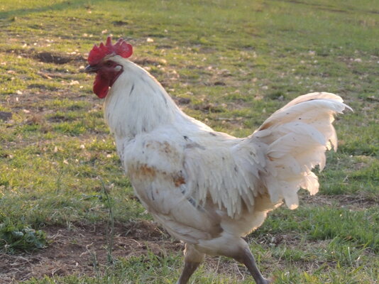 rooster pic 3.JPG