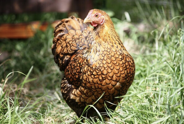 5 Best Beginner Chicken Breeds: Pretty, Friendly, and Eggcelent at Egg-Laying!
