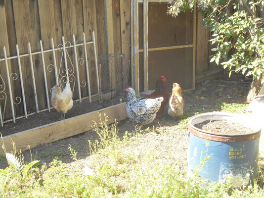 more weeding.JPG