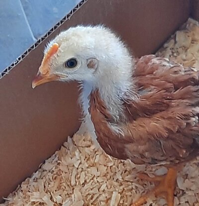 Chick3.jpg