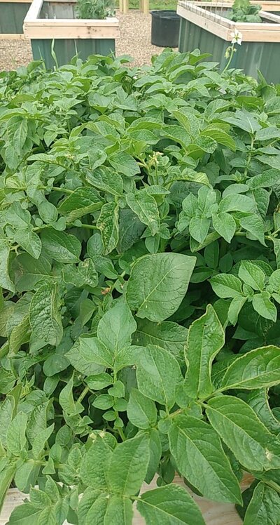 Potatoes Galore.jpg