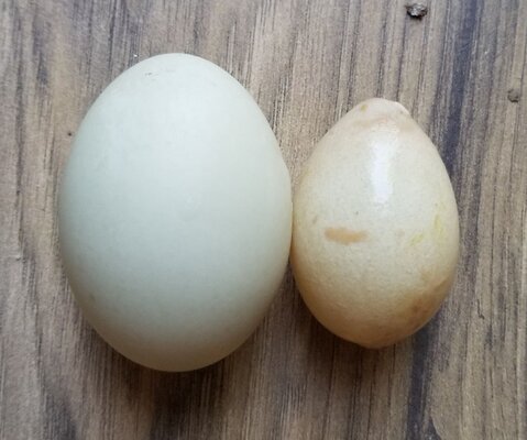 2022-06-10 Eggs Olive and Marsh after failed egg.jpg