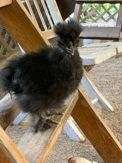 Black 8 wks.JPG