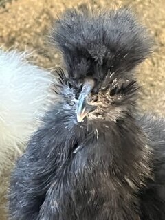 Black 8 wks 2.JPG