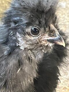 Black 8 wks 3.JPG