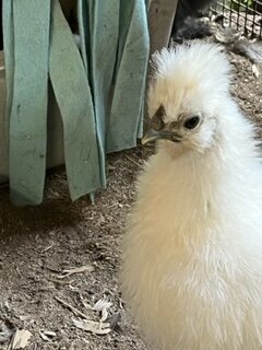 white 8 wks.JPG