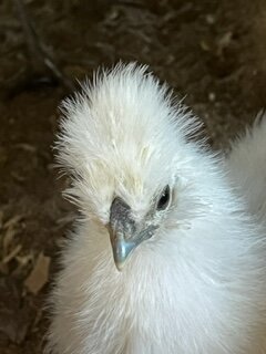 white 8 wks 2.JPG
