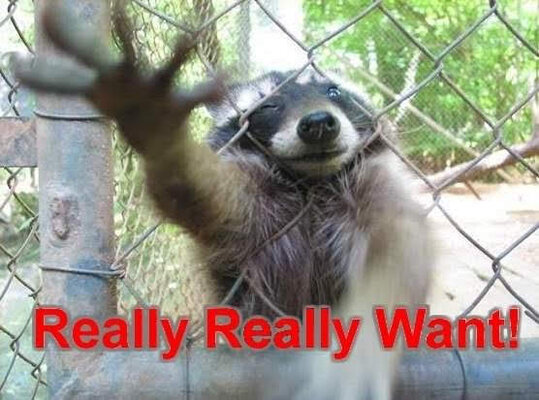 ReallyWantCoon.jpg.f99a3ce99573c5c90658523b75c7c073.jpg