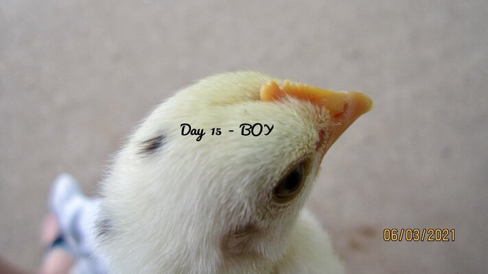 Boy.15.JPG