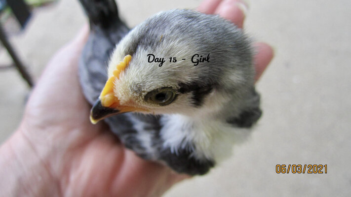 Girl-15.JPG