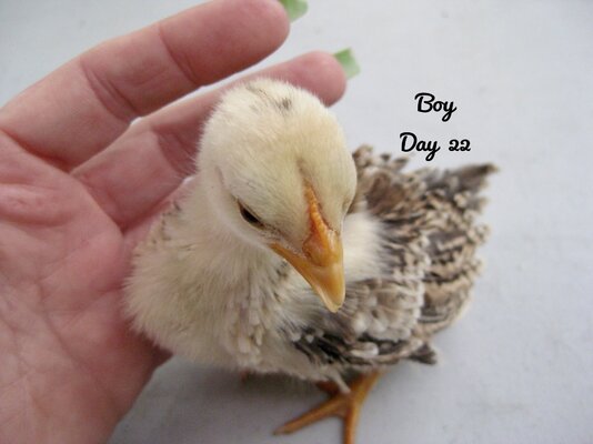 Boy-22.JPG
